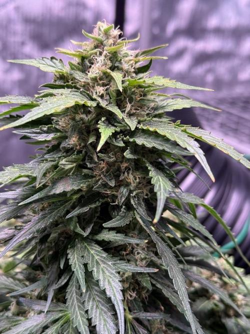 Sour HubbaBubba Haze-Mephisto Bonus. Week 12 - Day 79