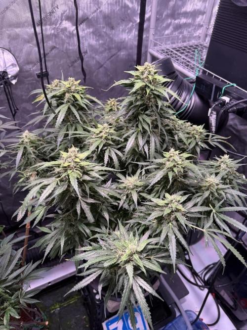 Sour HubbaBubba Haze-Mephisto Bonus. Week 12 - Day 79