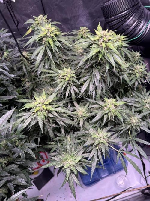 Sour HubbaBubba Haze-Mephisto Bonus. Week 12 - Day 79