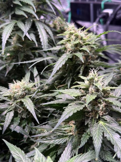 Sour HubbaBubba Haze-Mephisto Bonus. Week 12 - Day 79