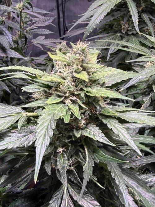 Sour HubbaBubba Haze-Mephisto Bonus. Week 12 - Day 79