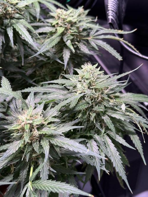 Sour HubbaBubba Haze-Mephisto Bonus. Week 12 - Day 79