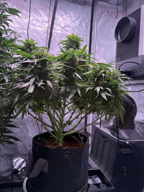 Sour HubbaBubba Haze-Mephisto Bonus. Week 12 - Day 79