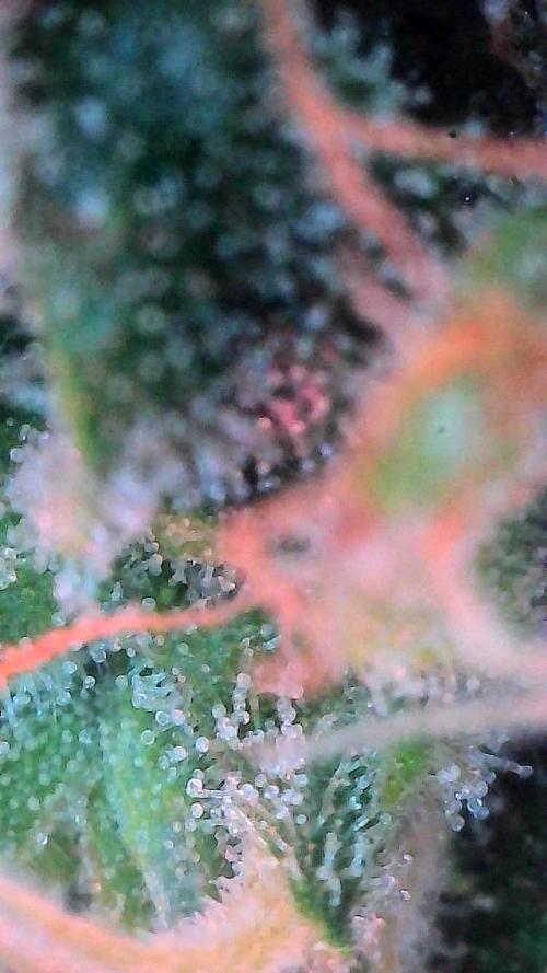 Sour HubbaBubba Haze-Mephisto Bonus. Week 12 - Day 79