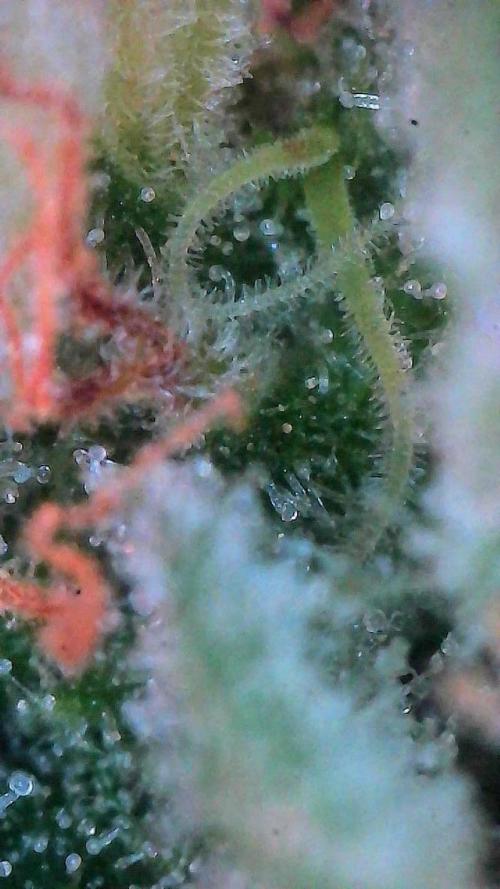 Sour HubbaBubba Haze-Mephisto Bonus. Week 12 - Day 79