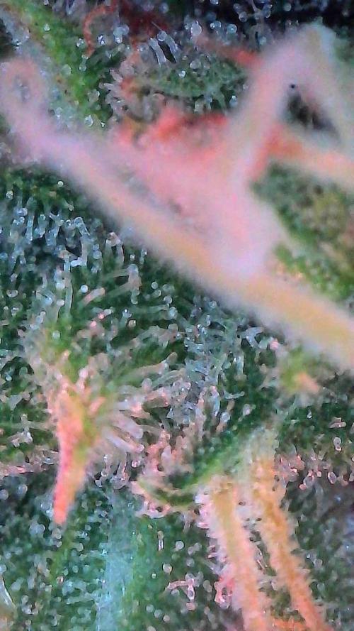 Sour HubbaBubba Haze-Mephisto Bonus. Week 12 - Day 79