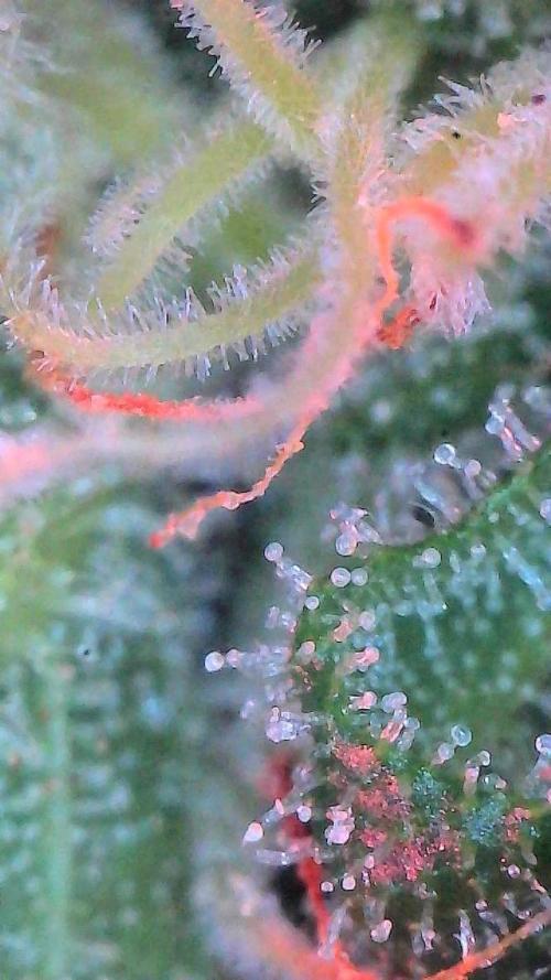 Sour HubbaBubba Haze-Mephisto Bonus. Week 12 - Day 79