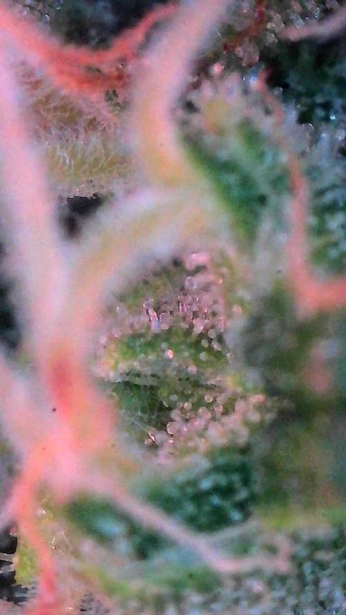 Sour HubbaBubba Haze-Mephisto Bonus. Week 12 - Day 79