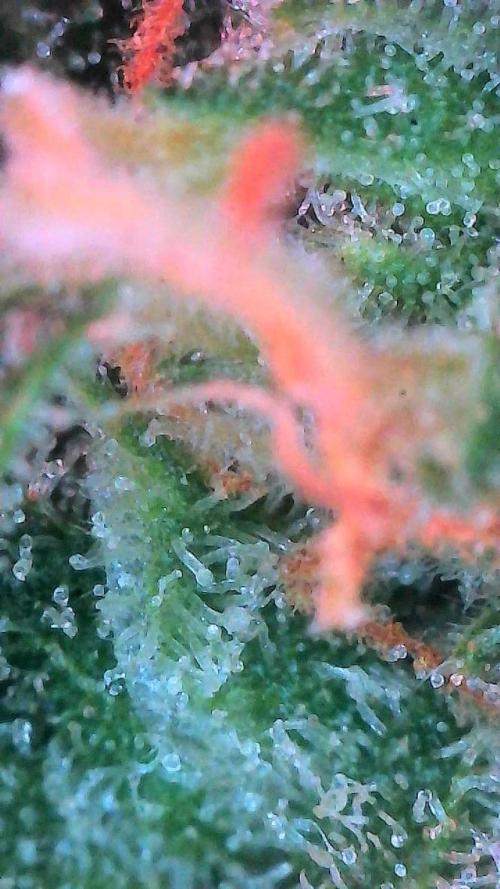 Sour HubbaBubba Haze-Mephisto Bonus. Week 12 - Day 79