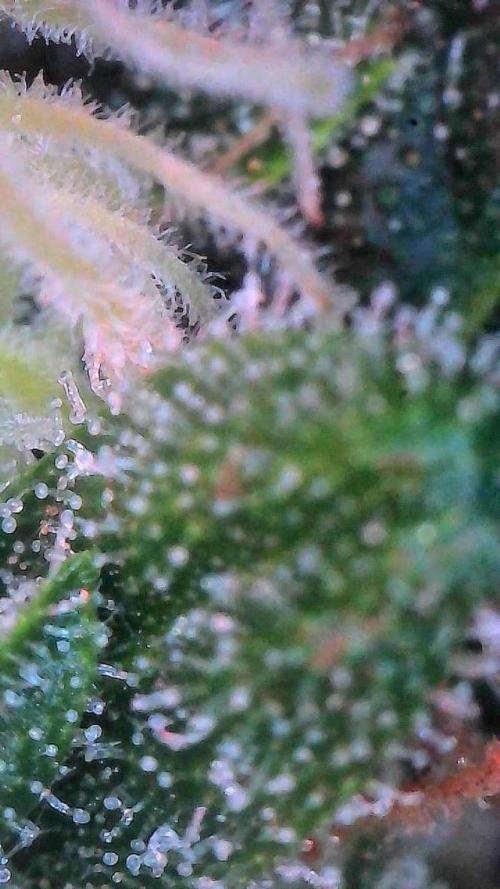 Sour HubbaBubba Haze-Mephisto Bonus. Week 12 - Day 79