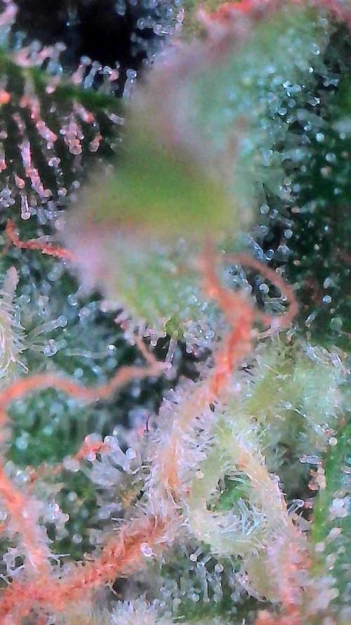 Sour HubbaBubba Haze-Mephisto Bonus. Week 12 - Day 79