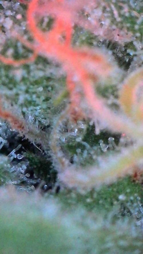 Sour HubbaBubba Haze-Mephisto Bonus. Week 12 - Day 79