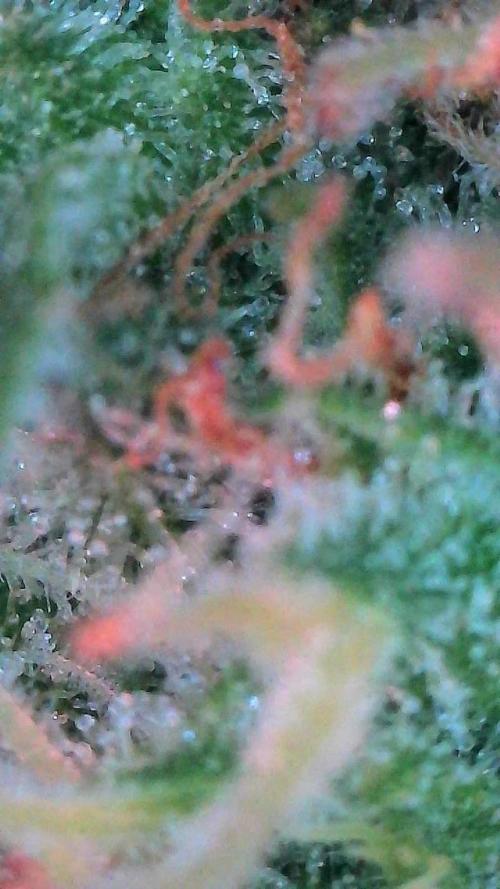 Sour HubbaBubba Haze-Mephisto Bonus. Week 12 - Day 79