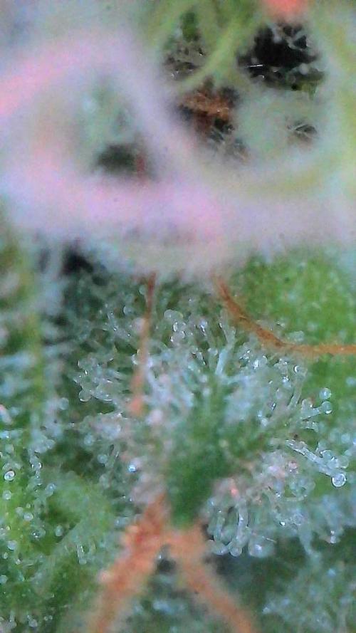 Sour HubbaBubba Haze-Mephisto Bonus. Week 12 - Day 79