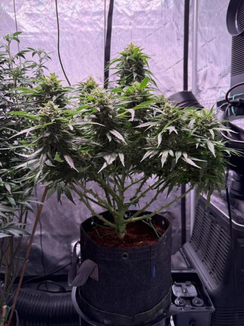 Sour HubbaBubba Haze-Mephisto Bonus. Week 12 - Day 80