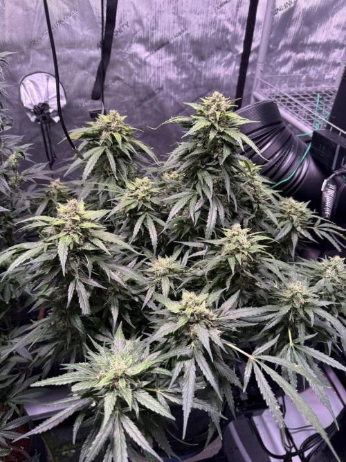 Sour HubbaBubba Haze-Mephisto Bonus. Week 12 - Day 80