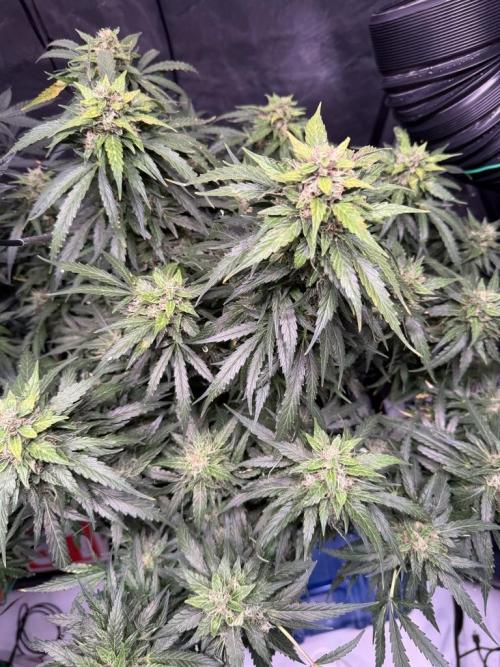 Sour HubbaBubba Haze-Mephisto Bonus. Week 12 - Day 80
