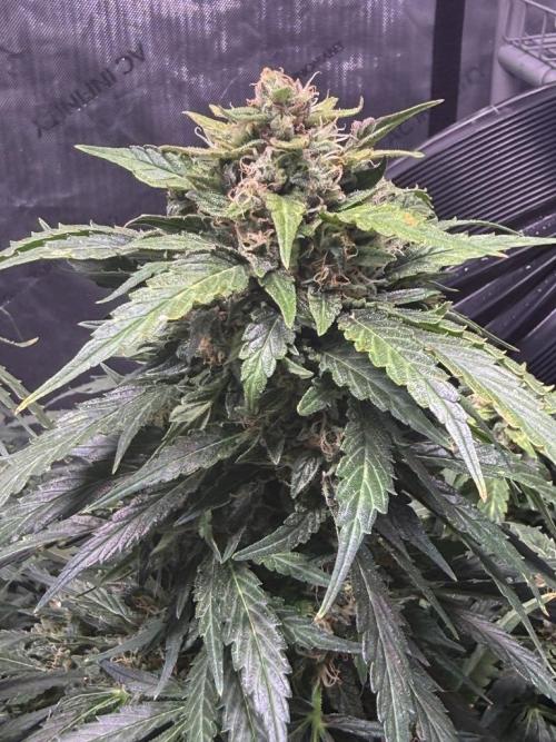 Sour HubbaBubba Haze-Mephisto Bonus. Week 12 - Day 80