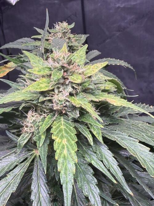 Sour HubbaBubba Haze-Mephisto Bonus. Week 12 - Day 80