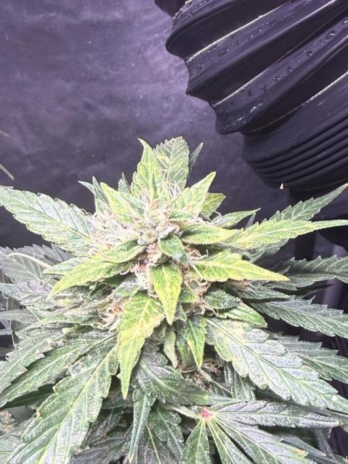 Sour HubbaBubba Haze-Mephisto Bonus. Week 12 - Day 80