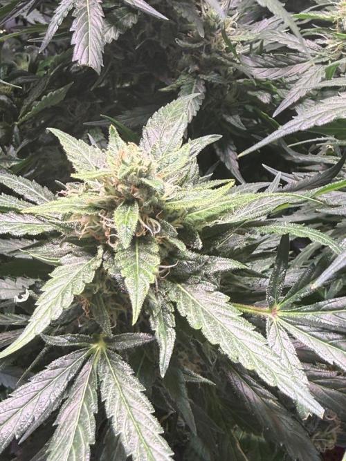 Sour HubbaBubba Haze-Mephisto Bonus. Week 12 - Day 80