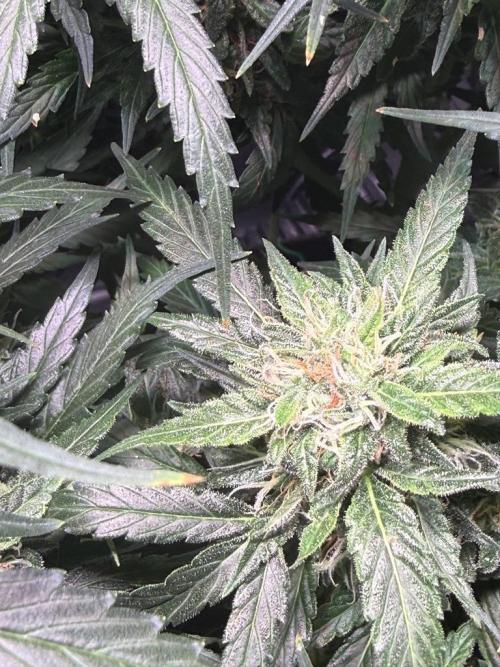 Sour HubbaBubba Haze-Mephisto Bonus. Week 12 - Day 80