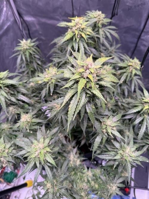 Sour HubbaBubba Haze-Mephisto Bonus. Week 12 - Day 81
