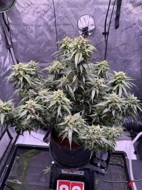 Sour HubbaBubba Haze-Mephisto Bonus. Week 12 - Day 81