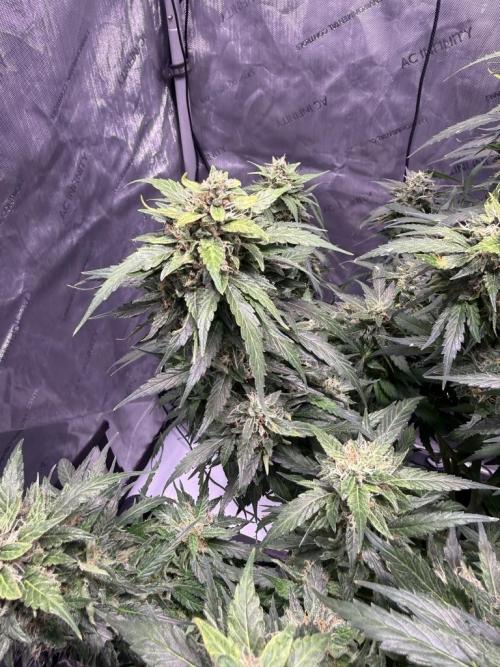 Sour HubbaBubba Haze-Mephisto Bonus. Week 12 - Day 81