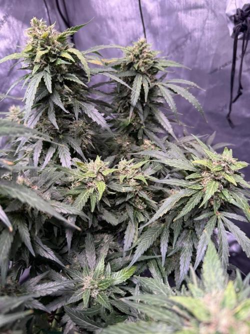 Sour HubbaBubba Haze-Mephisto Bonus. Week 12 - Day 81