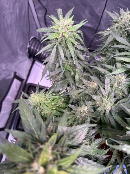 Sour HubbaBubba Haze-Mephisto Bonus. Week 12 - Day 81