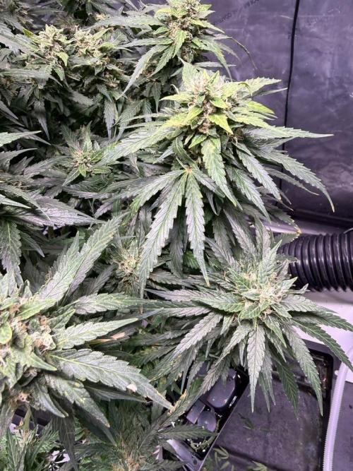 Sour HubbaBubba Haze-Mephisto Bonus. Week 12 - Day 81