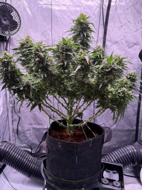 Sour HubbaBubba Haze-Mephisto Bonus. Week 12 - Day 81