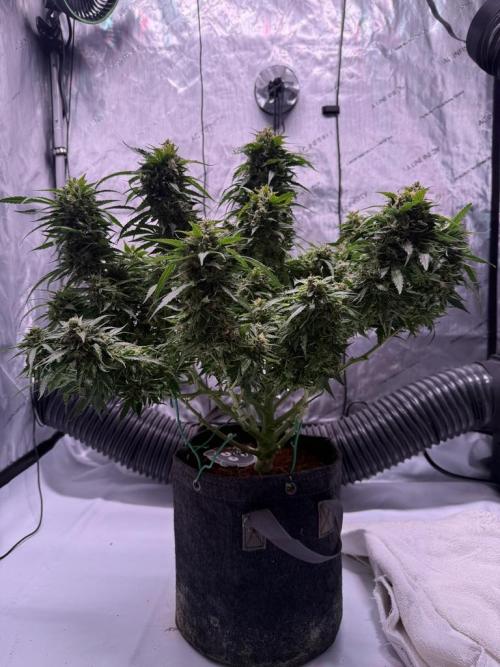 Sour HubbaBubba Haze-Mephisto Bonus. Week 12 - Day 83-Before Harvest