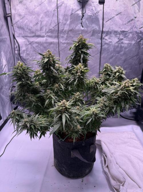Sour HubbaBubba Haze-Mephisto Bonus. Week 12 - Day 83-Before Harvest