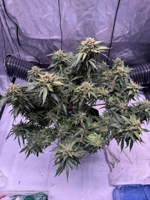Sour HubbaBubba Haze-Mephisto Bonus. Week 12 - Day 83-Before Harvest