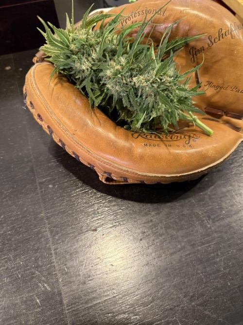 Sour HubbaBubba Haze-Mephisto Bonus. Week 13 - Day 83-Strike!