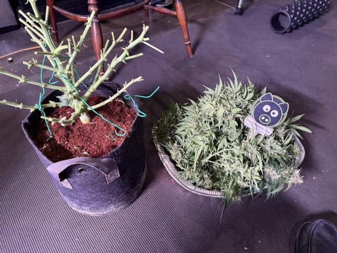 Sour HubbaBubba Haze-Mephisto Bonus. Week 13 - Day 83-After chop