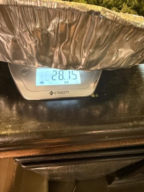 Sour HubbaBubba Haze-Mephisto Bonus. Week 13 - In ounces