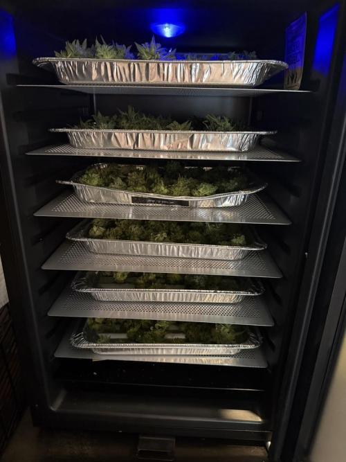 Sour HubbaBubba Haze-Mephisto Bonus. Week 13 - In the Cannatrol for 10 days of dry/cure