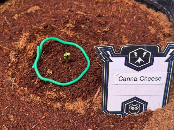 Canna Cheese 1:1 (2026) #1. Week 1 - Day 1
