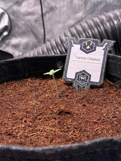 Canna Cheese 1:1 (2026) #1. Week 1 - Day 4
