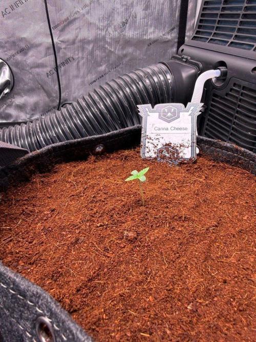 Canna Cheese 1:1 (2026) #1. Week 1 - Day 4-Added more Coco Coir to support leggy stem
