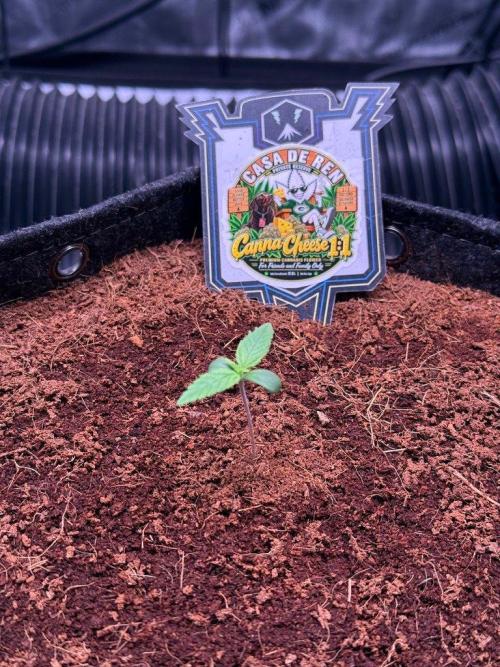 Canna Cheese 1:1 (2026) #1. Week 1 - Day 7