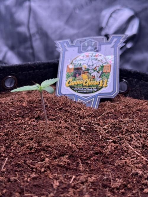 Canna Cheese 1:1 (2026) #1. Week 1 - Day 7
