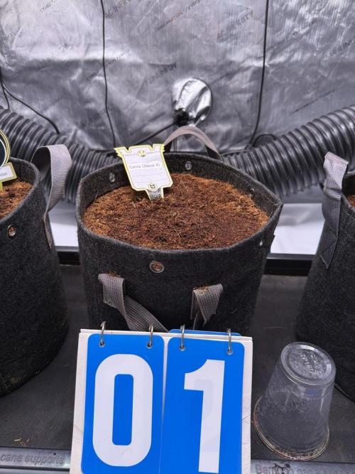 Canna Cheese 1:1 (2026) #1 & #2. Week 1 - Day 1-CC2