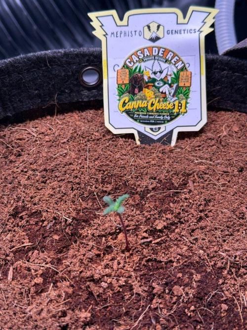 Canna Cheese 1:1 (2026) #1 & #2. Week 1 - Day 4-CC2