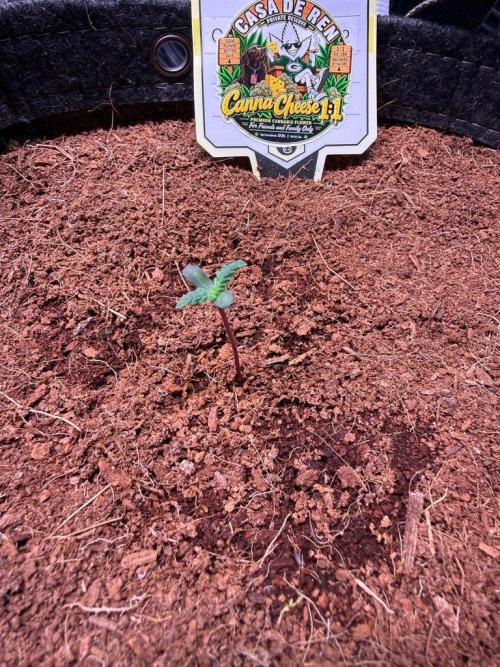 Canna Cheese 1:1 (2026) #1 & #2. Week 1 - Day 4-CC2