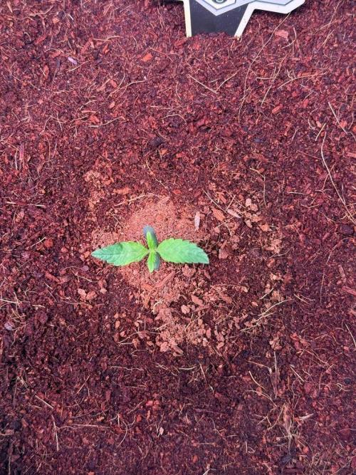 Canna Cheese 1:1 (2026) #1 & #2. Week 1 - Day 7-CC2