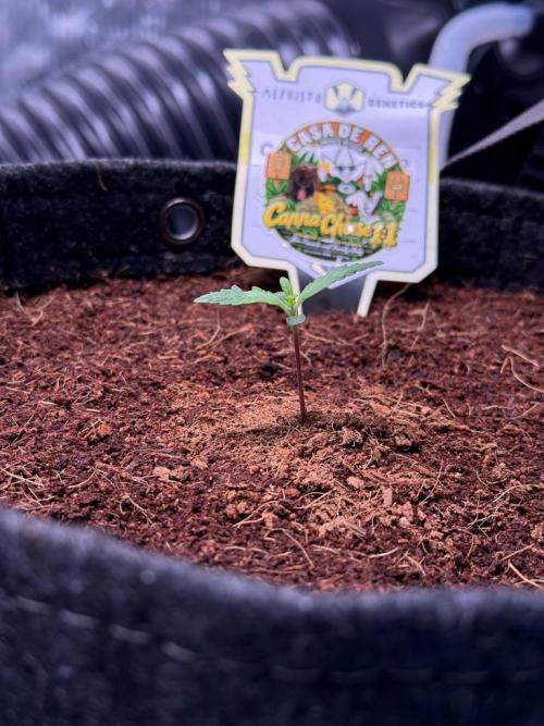 Canna Cheese 1:1 (2026) #1 & #2. Week 1 - Day 7-CC2